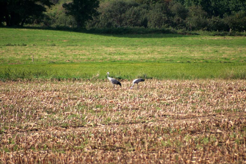 Kraniche in Mecklenburg - Kranich (lat. Grus grus)